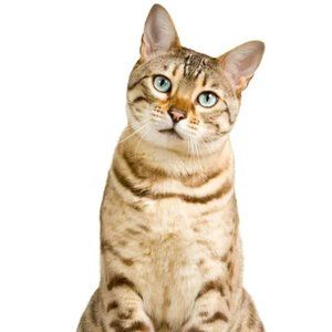 Meet your Posher, Gloria